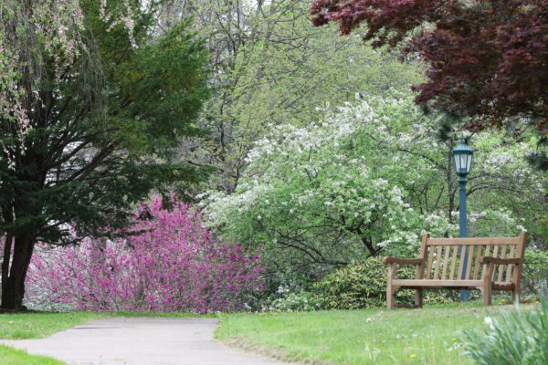 a bench on campus surrounded by flowering trees