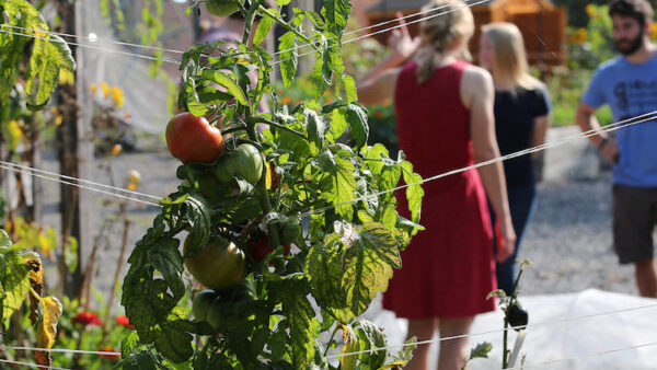 People standing outside with a tomato plant.