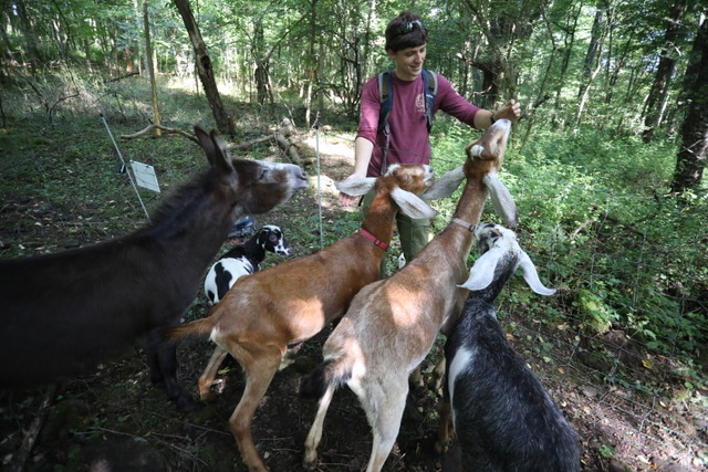 a person feeding goats in the woods