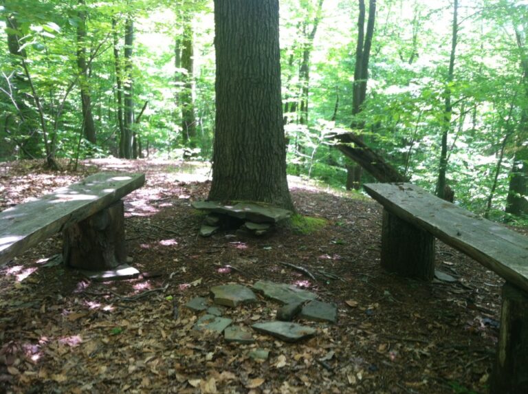 tree with benches on the sides