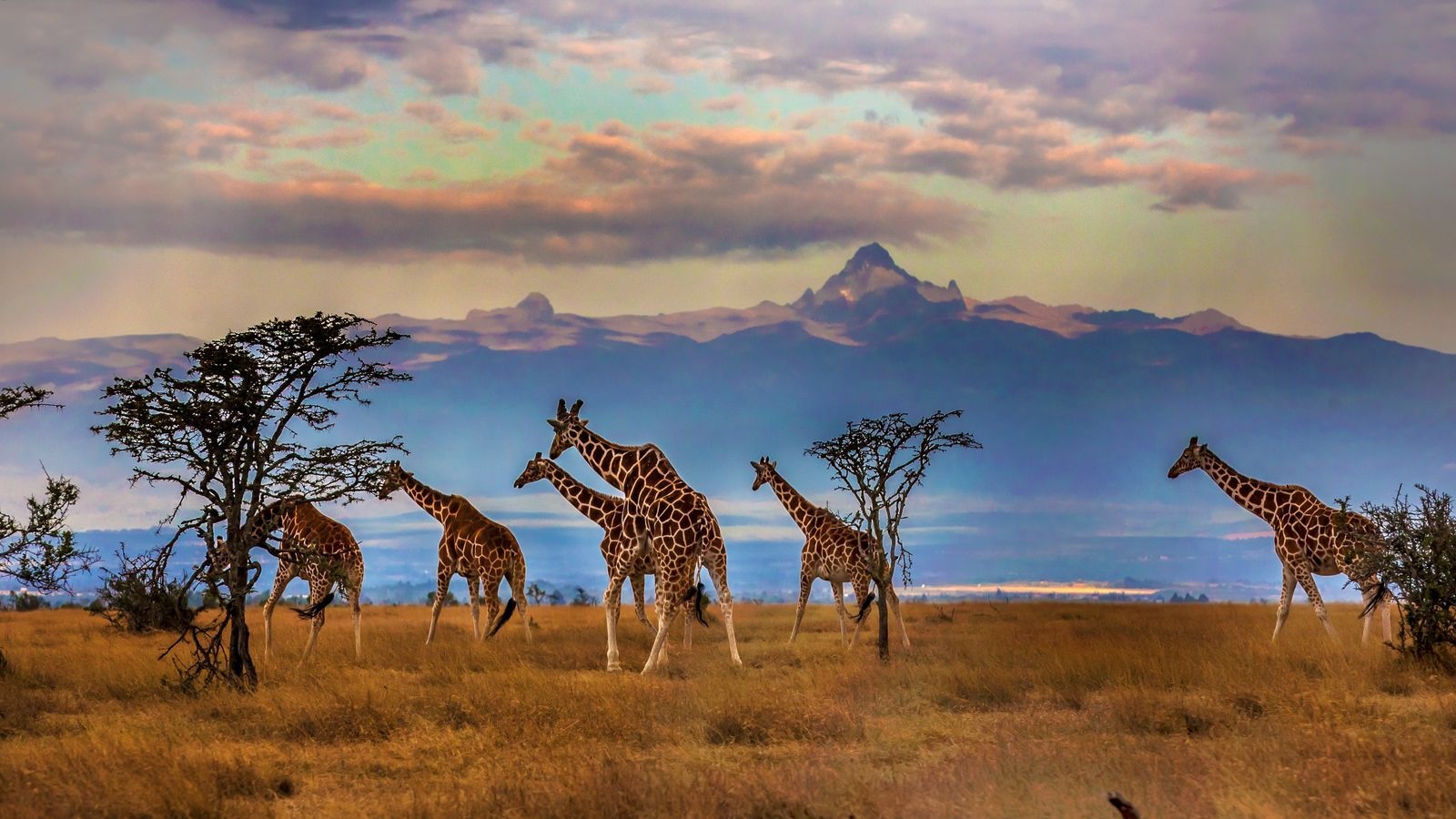 Giraffes walk along grass with mountains in the background