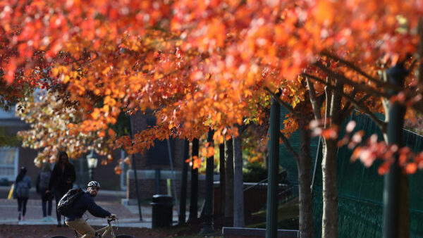 Red leaves on trees.