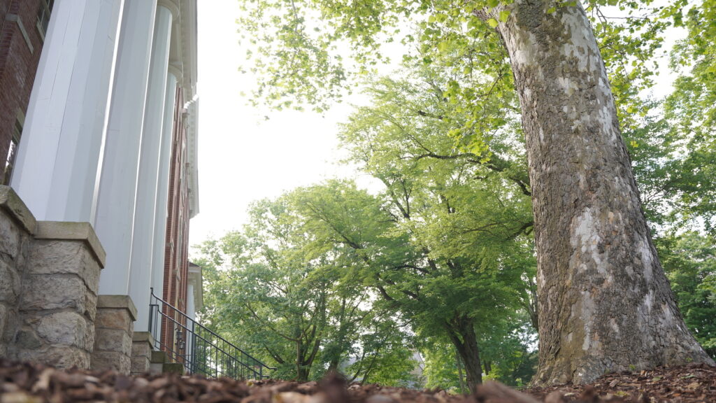 a large tree in full bloom in front of building