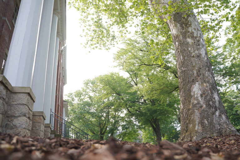 a large tree in full bloom in front of building