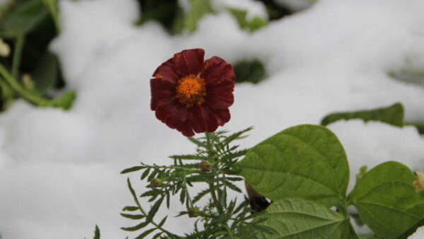 A red flower blooming in winter