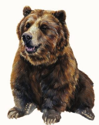 Grizzly bear illustration for Allegheny alumnus' Jason Bittel's new book, "Grizzled."