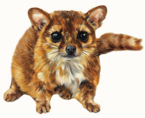 Ringtail illustration for Allegheny alumnus' Jason Bittel's new book, "Grizzled."