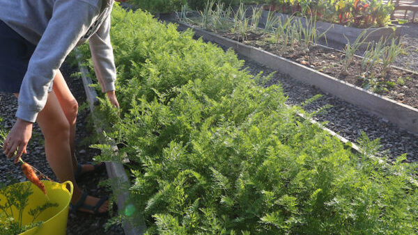 Student Gardening