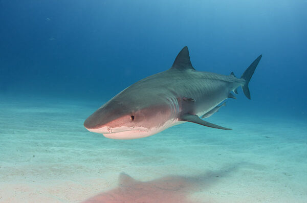 a shark swimming in the water