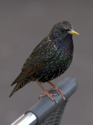 a bird standing on a metal bar