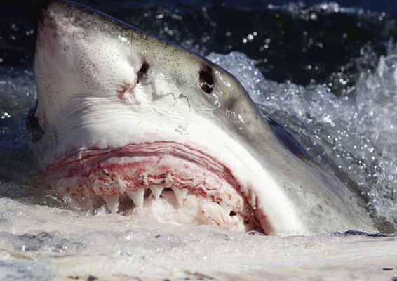 a shark's face in the water