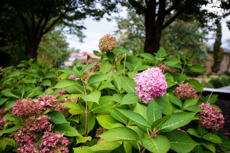 flowers on campus