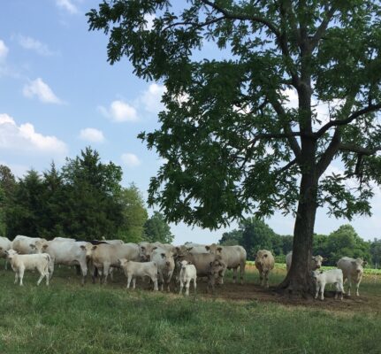 A tree and beef cows in a field