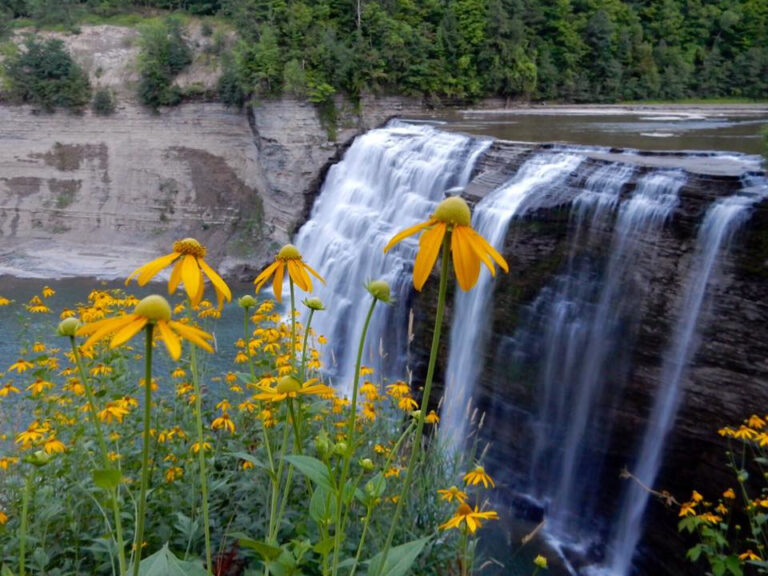 a waterfall with yellow flowers