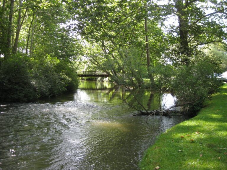 a river with trees and grass