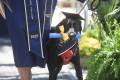 Oliver the service dog gets his (honorary?) degree